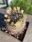 Preview: Mammillaria T10 gelb